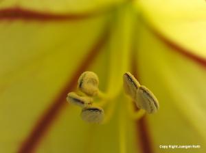 Greenhouse Garden Photography